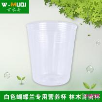 蝴蝶兰营养杯